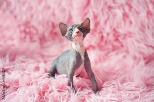 Hairless kitten with big blue eyes looks around. Portrait sphynx young cat in pink fur blanket. Naked hairless antiallergic domestic cat breed with big ears. Small sweet pink kitty. photo