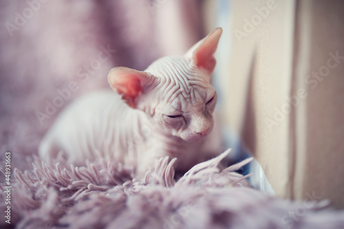 Hairless kitten with big blue eyes looks around. Portrait sphynx young cat in violet fur blanket. Naked hairless antiallergic domestic cat breed with big ears. Small sweet pink kitty. photo