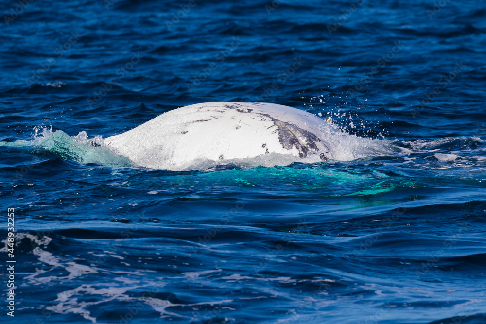 Fototapeta premium A pregnant female Humpback whale in the throes of labor - thrashing about in the ocean