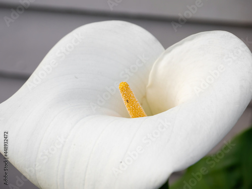 white Calla Lily flower growing wild in park photo