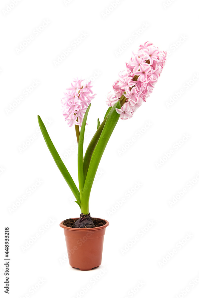 Pink Hyacinth flower in pot isolated white. Potted plant Pink Hyacinth flower in pot isolated white. Potted plant
