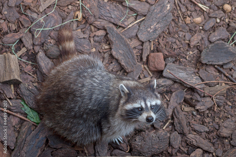Obraz premium A fluffy raccoon with gray-brown fur and a striped tail sitting on its hind legs on pieces of dry bark and branches and looking up from below, selective focus on the head.
