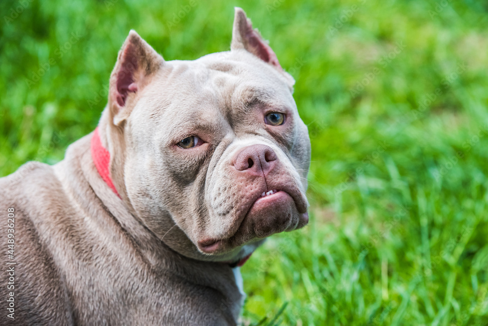 Lilac color American Bully dog top view outside. Lilac color American Bully dog top view outside.