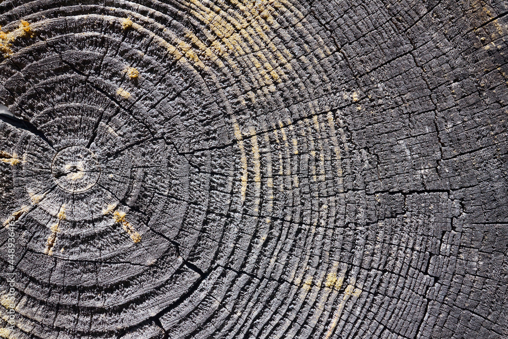 Fototapeta premium Selective focus burnt resinous wood glowing texture of rough surface felled tree weathered with annual rings, cracks. Concept of long life longevity aging. High contrast background with copyspace.
