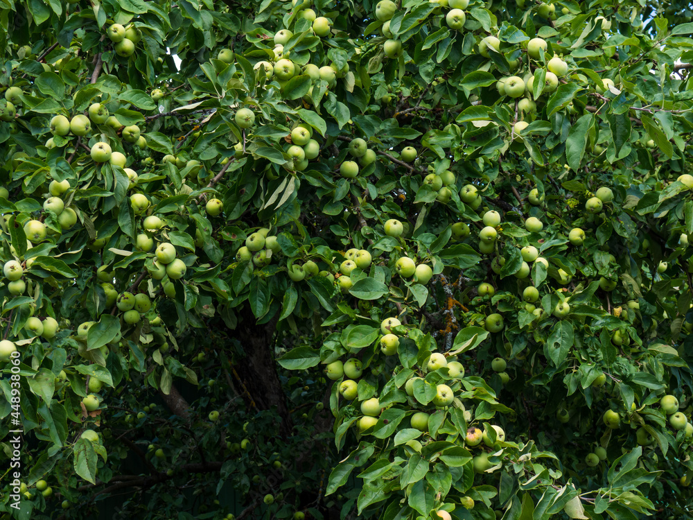 rich harvest of apples, apples on a branch rich harvest of apples, apples on a branch