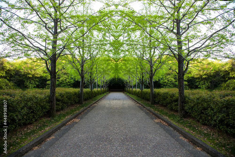 Roadside green ginkgo tree in Japan Roadside green ginkgo tree in Japan