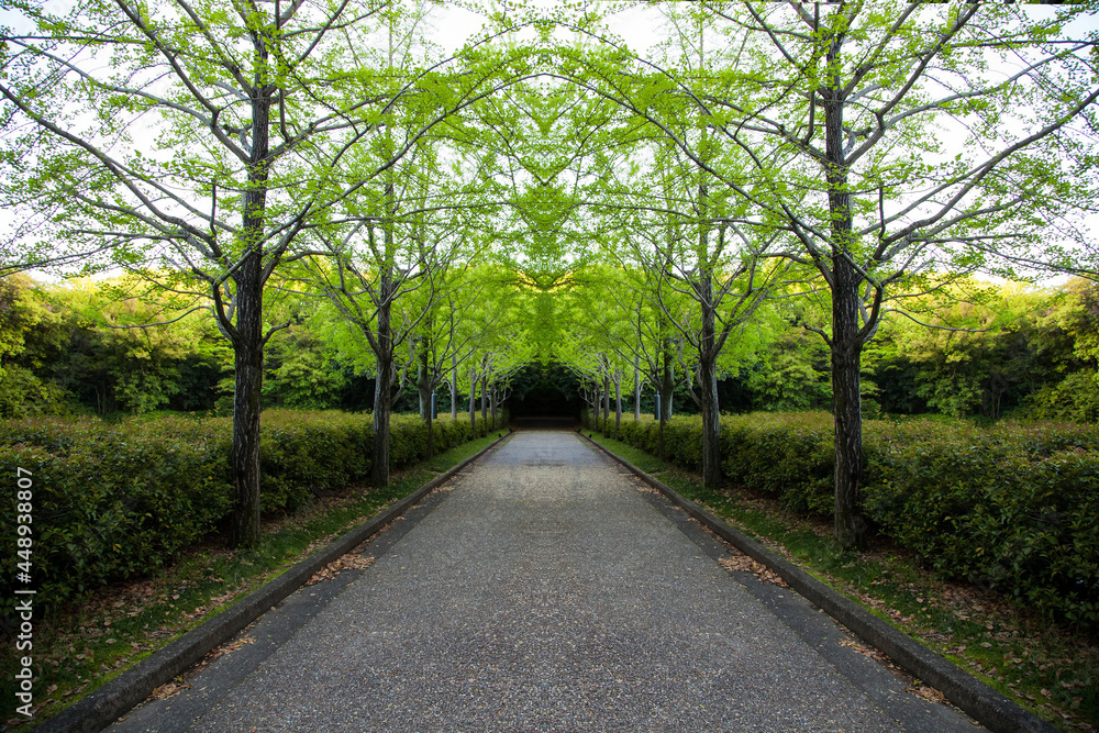 Roadside green ginkgo tree in Japan