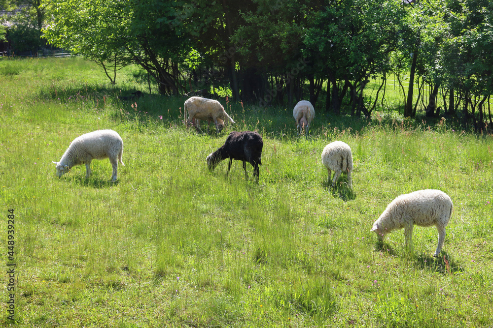Obraz premium Sheep pasture on the meadow.