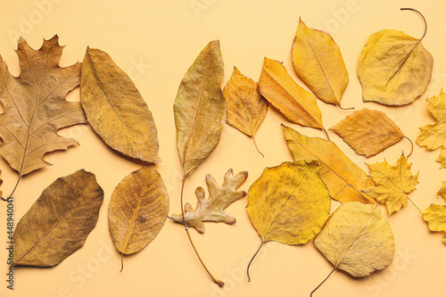 Autumn leaves on color background
