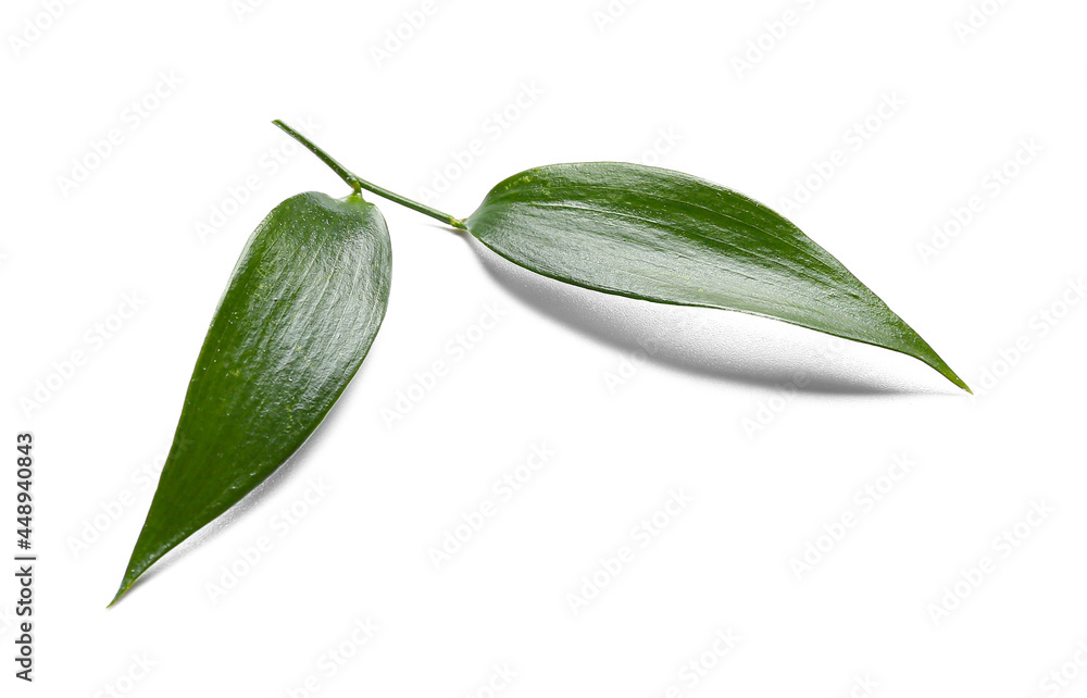 Obraz premium Green tea leaves on white background