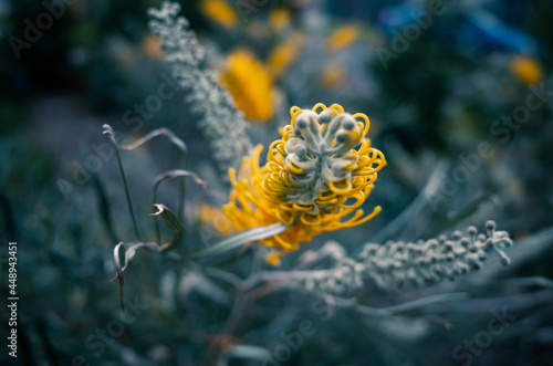 Yellow grevillea flower photo