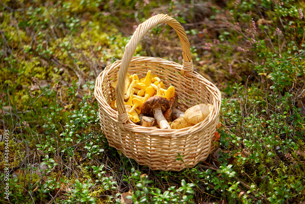 picking season and leisure concept - close up of mushrooms in basket in forest