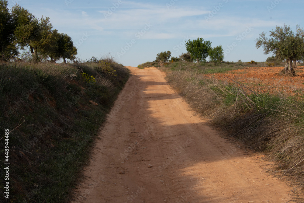 Camino rural agrícola entre olivares y cultivos