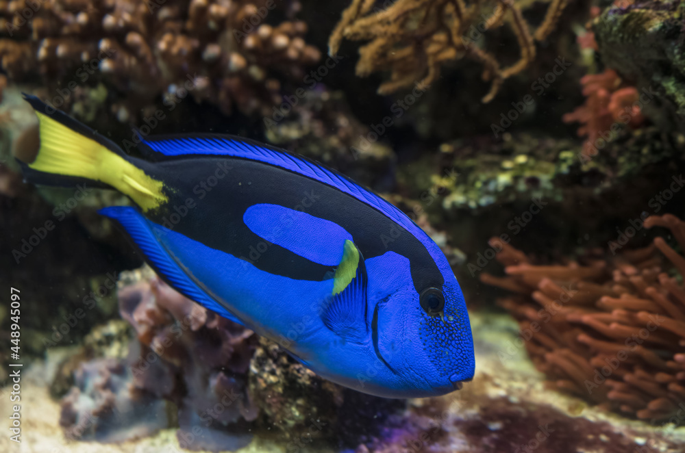 Blue tang fish close up view