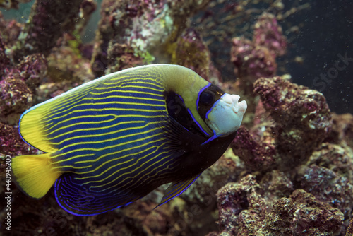 Emperor angelfish underwater view
