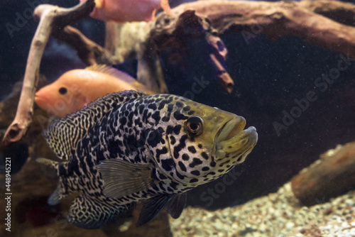 Jaguar cichlid or Parachromis Managuensis