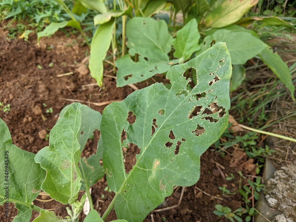 photo of eggplant leaves damaged by plant pests photo of eggplant leaves damaged by plant pests