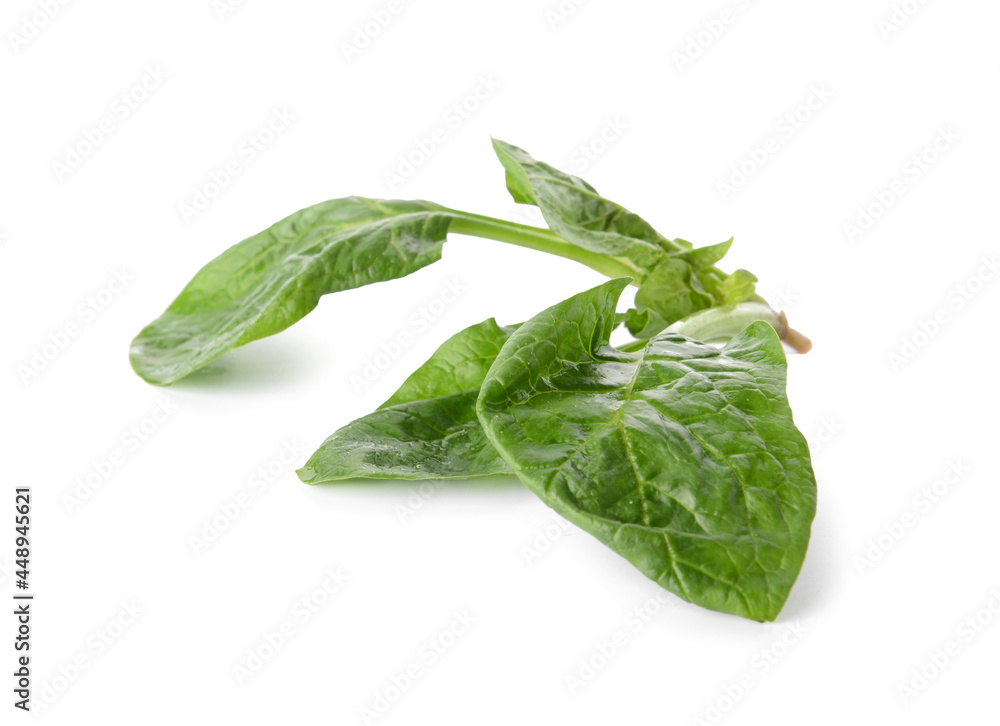 Fototapeta premium Fresh spinach leaves on white background
