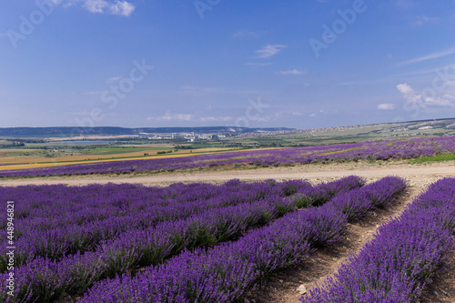 Blooming lavender in the summer. lavender blooming scented flowers.