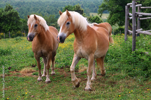 Haflinger Pferde auf Weide  Toskana  Italien  Europa