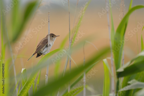 Eurasian reed warbler - Acrocephalus scirpaceus photo