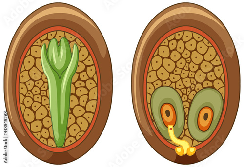 Structure of megasporangium in gymnosperms