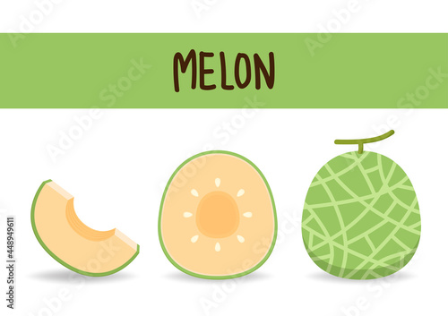 Melon vector. melon on white background. wallpaper. symbol. logo design. melon poster.