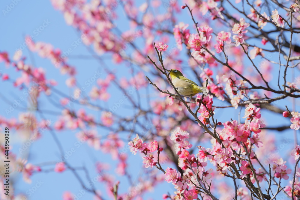 早春のウメの花に小鳥のメジロ