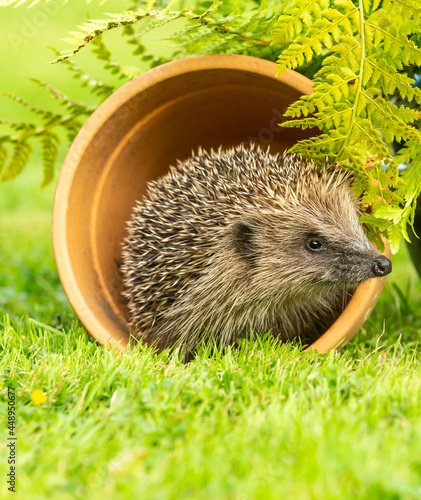 Fotografia Portrait of a wild, native, European hedgehog in natural garden habitat with green grass and ferns