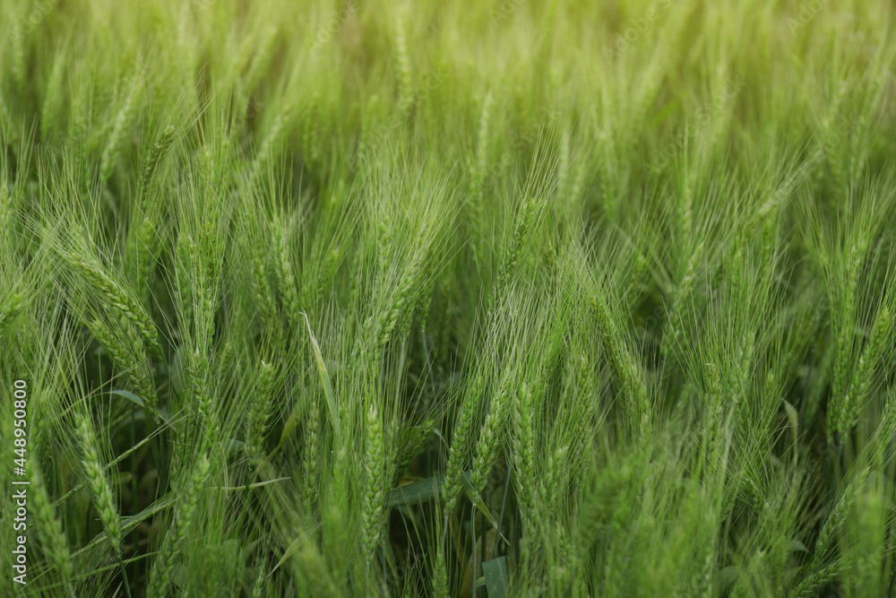 Beautiful view of field with ripening wheat, closeup Beautiful view of field with ripening wheat, closeup