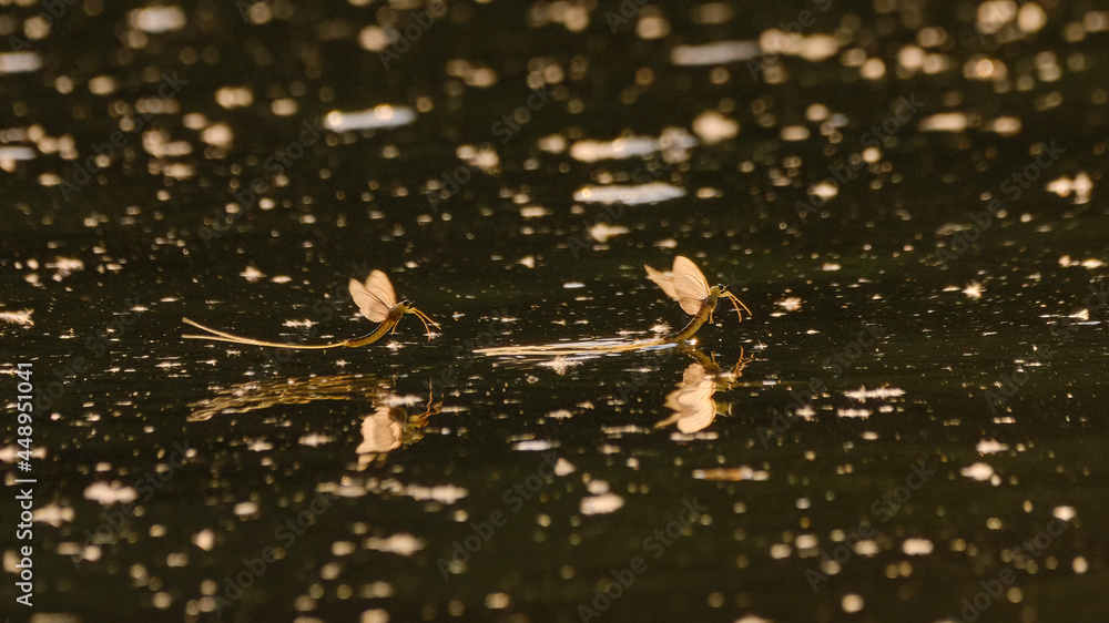 Tisza mayflies (Palingania longicauda) swarming, River Tisza, Hungary Tisza mayflies (Palingania longicauda) swarming, River Tisza, Hungary