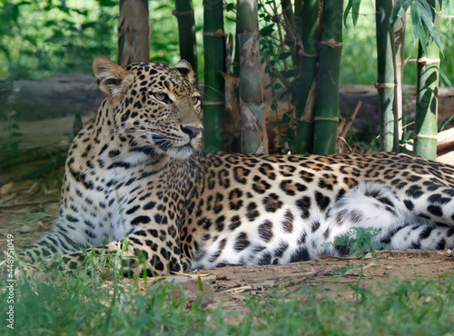 Persian leopard (Panthera pardus saxicolor) is a magnificent animal from which it comes genuine respect. Leopard