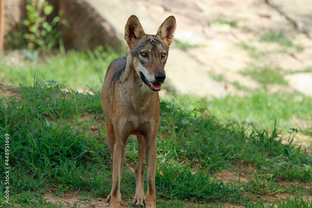 Fototapeta premium an indian wolf (Canis lupus pallipes)stands on the rock, which is is a subspecies of grey wolf that ranges from Southwest Asia to the Indian Subcontinent.
