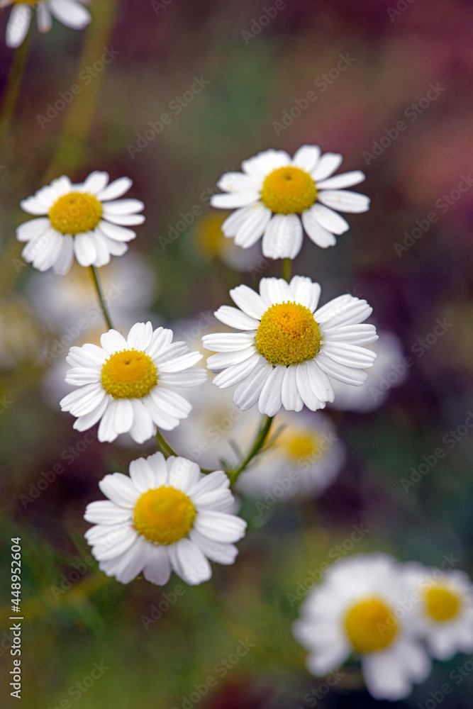 Geruchlose Kamille, Falsche Strandkamille // Scentless false mayweed ... Geruchlose Kamille, Falsche Strandkamille // Scentless false mayweed ...