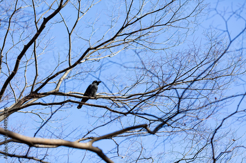 isolated black crow on the branch of autumn tree in yoyogi park, tokyo, japan