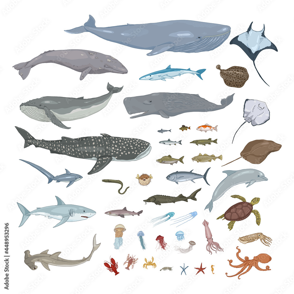 Obraz premium Vector Big Set of Sea Animals Illustrations
