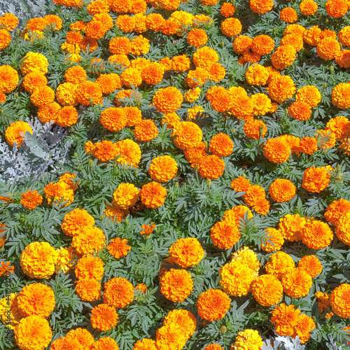 Orange tagetis flowers pattern or background photo