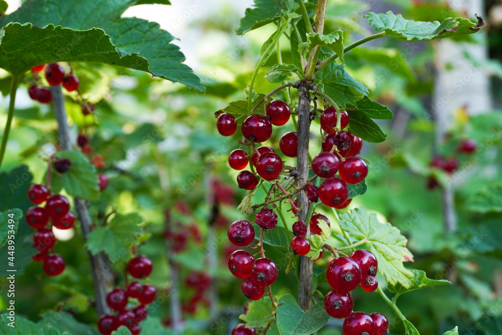 Ripe red currants close-up as background. Fruit of ripe red currant. Ripe red currant berries on a bush branch on a sunny day (Ribes rubrum) Ripe red currants close-up as background. Fruit of ripe red currant. Ripe red currant berries on a bush branch on a sunny day (Ribes rubrum)