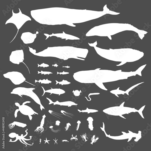 Vector Big Set of Sea Animals Illustrations