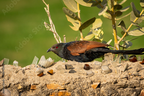 greater coucal or Centropus sinensis closeup or portrait photo
