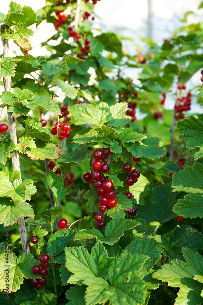 Fototapeta premium Ripe red currants close-up as background. Fruit of ripe red currant. Ripe red currant berries on a bush branch on a sunny day (Ribes rubrum)