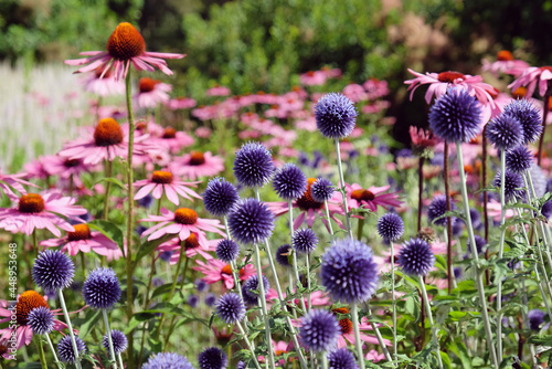 Echinacea 'Pink Parasol' and Echinops ritro Veitch's Blue globe thistle in flower photo