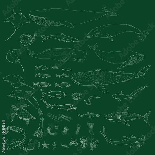 Vector Big Set of Sea Animals Illustrations