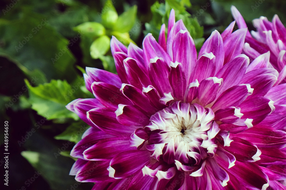 Fototapeta premium Dinner plate Dahlia 'Vancouver' in flower
