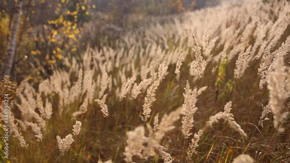 dry grass reeds sways in wind against background of yellow autumn trees. rural nature. dry grass reeds sways in wind against background of yellow autumn trees. rural nature.