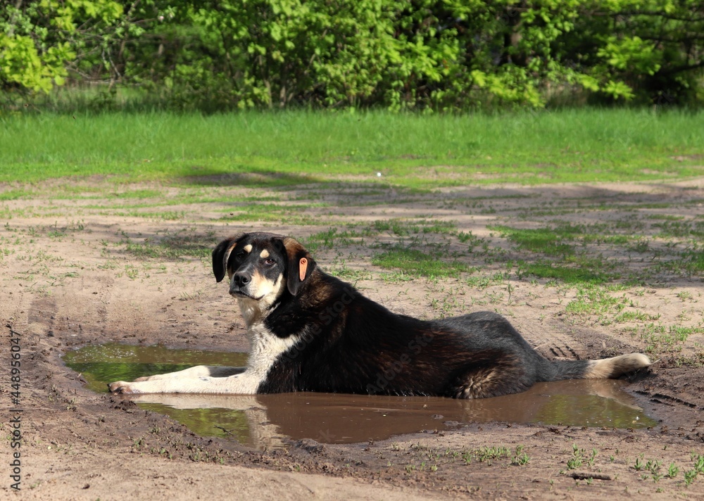 Tnr dogs sales