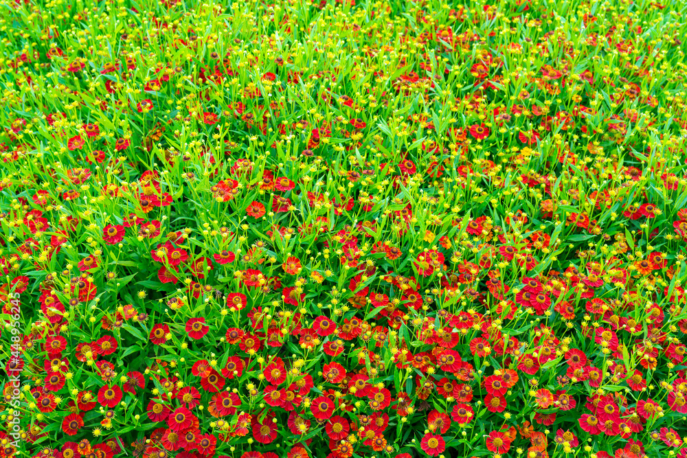 Red decorative flowers on green background. Natural plant flower background.