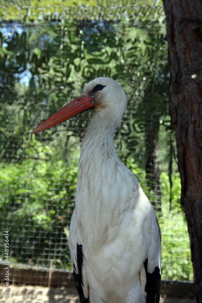 A white stork in the zoo. A white stork in the zoo.