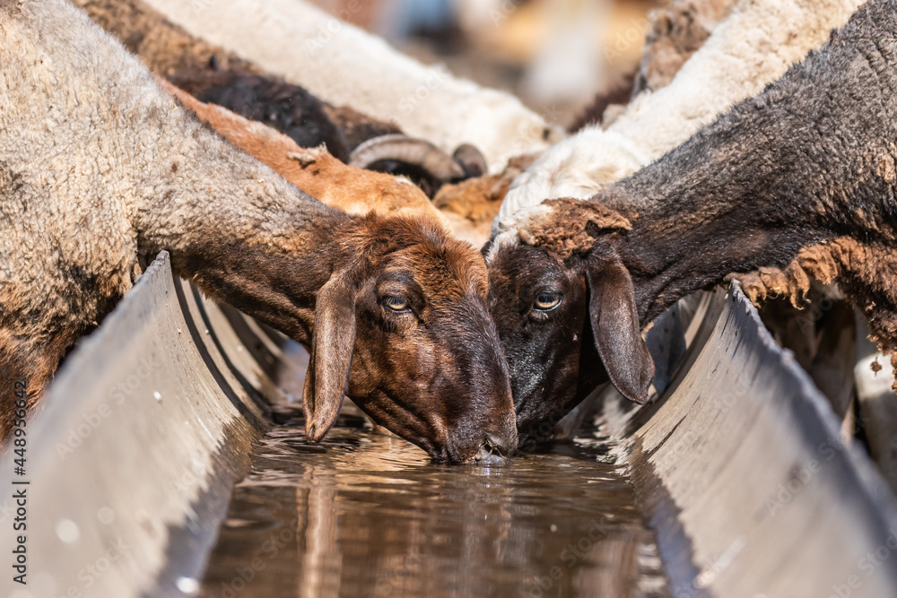 .A group of domestic sheep drinks water at a watering hole for animals. Animal cllose up