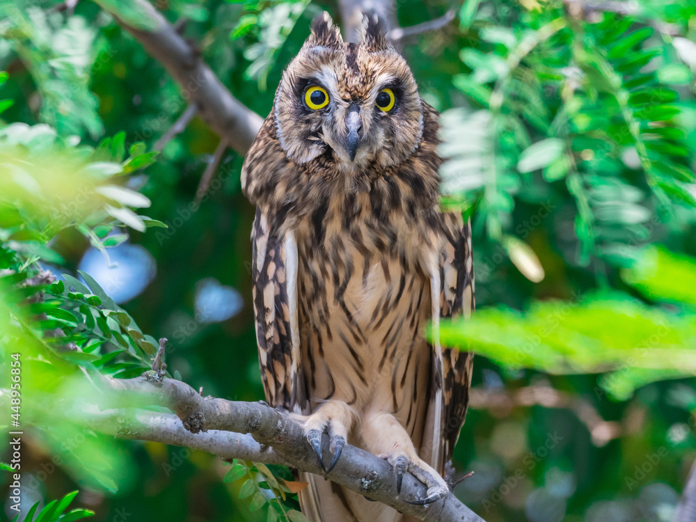 Portrait of the short-eared owl Asio flammeus. An owl hides on the branches of a tree on a hot day Portrait of the short-eared owl Asio flammeus. An owl hides on the branches of a tree on a hot day